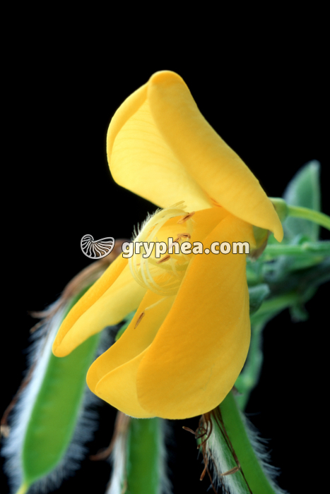 Genêt (Cytisus scoparius) - fleur épanouie - gryphea.com